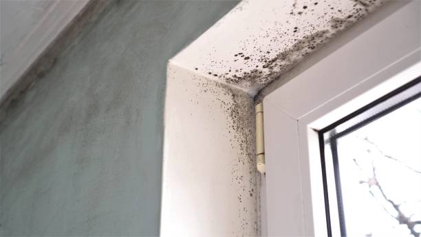 Best Mold Removal Company Near Me  in Connersville, IN
