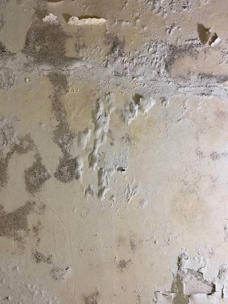 Professional Mold Removal in Connersville, IN