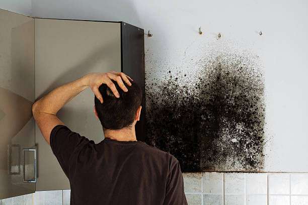 Best Attic Mold Removal  in Connersville, IN