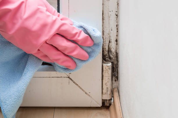 Best Mold Remediation  in Connersville, IN