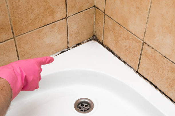 Best Local Mold Removal Service  in Connersville, IN