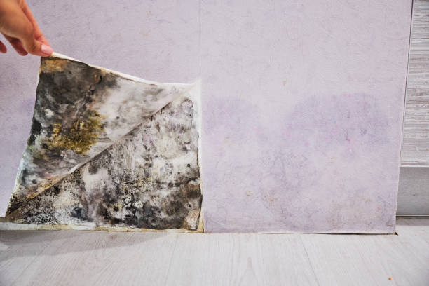  Connersville, IN Mold Removal Pros